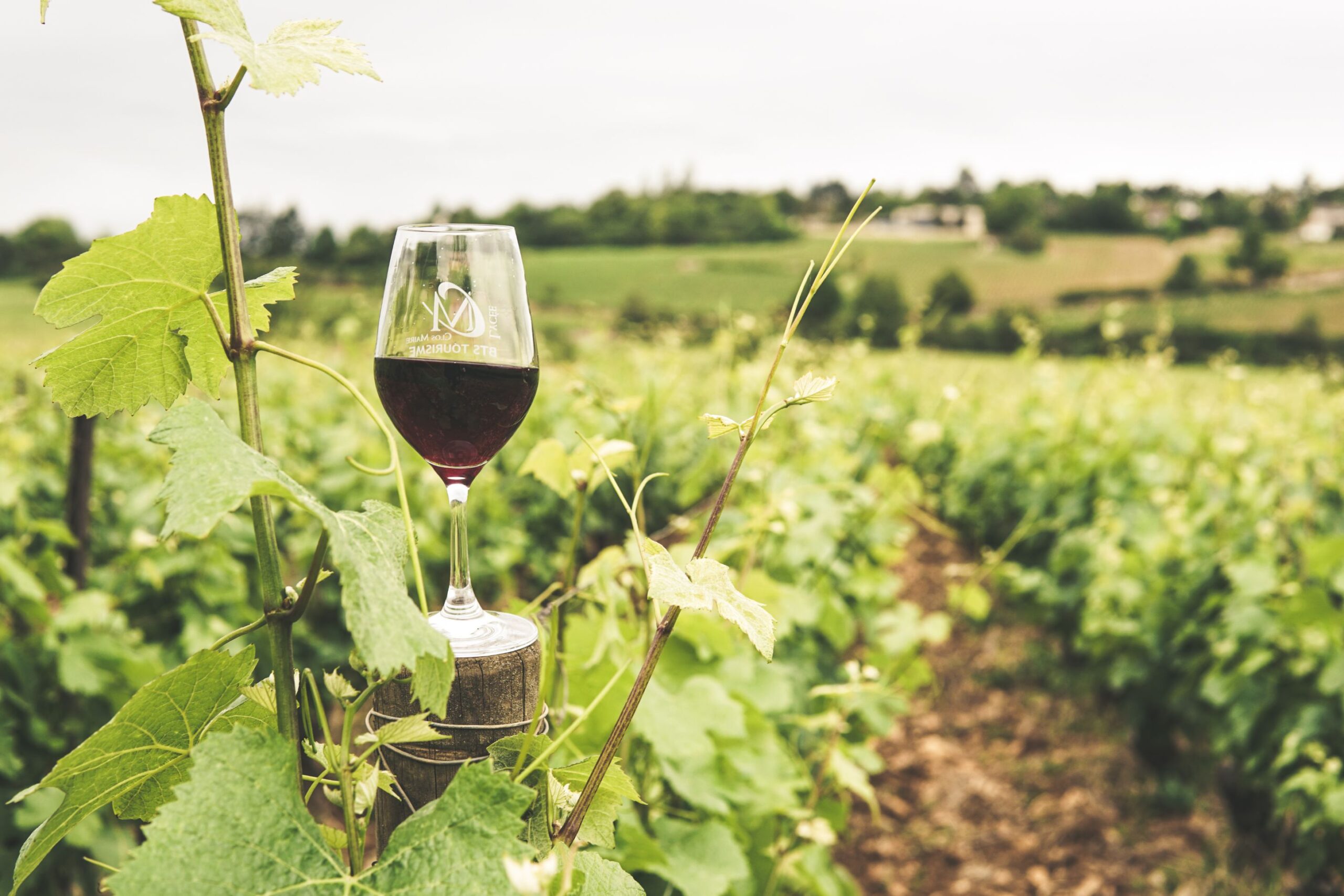 Pourquoi des sulfites dans le vin ?